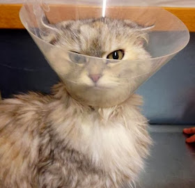 Funny cats - part 84 (40 pics + 10 gifs), cat wears cone of shame