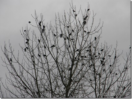 Red Wing Blackbirds