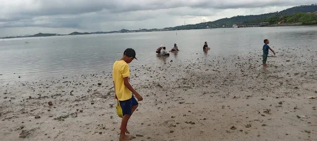 Air Laut Surut, Masyarakat Mencari Kerang di Pantai Marina Sekupang