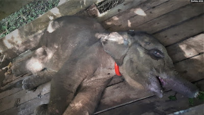 Dua Gajah Sumatra Ditemukan Mati di Langkat
