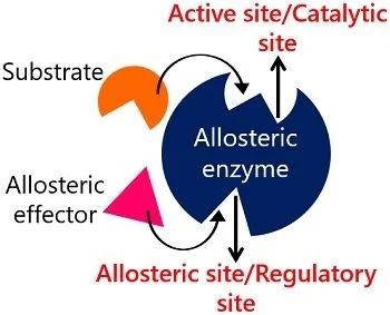 What are allosteric Enzymes