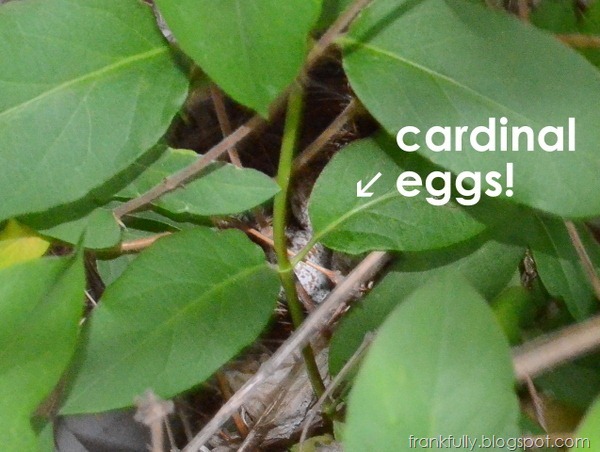 cardinal eggs