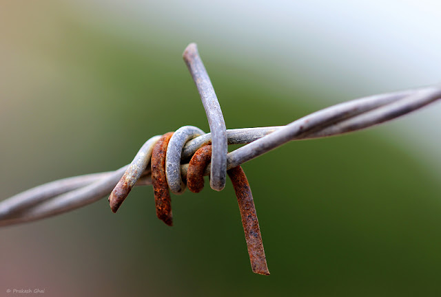 A Macro Photograph of Rusted Barb Wire with Green Blurred Bokeh Background, Shot via Canon 100mm Prime Macro F2.8 L Series Lens.