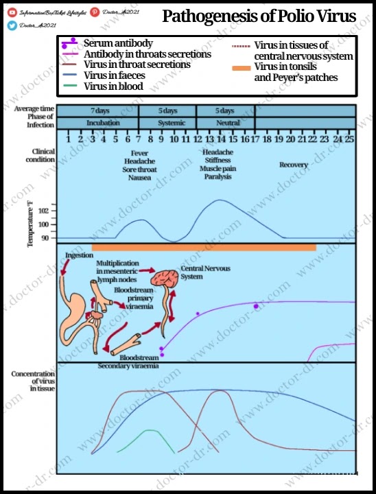 Pathogenesis of Polio Virus