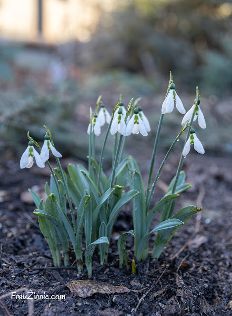 The Snowdrop variety "Standing Tall" in a small clump in the garden.