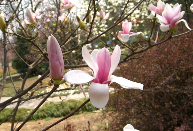 Magnolia Flower Pictures