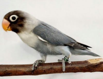 Jenis Burung Lovebird Slaty