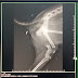 Femur Fracture in Dog