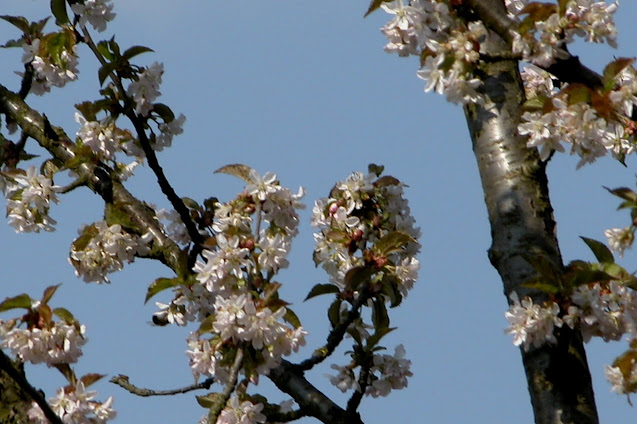 Prunus, Prunier à fleurs, belle écorce, arbre jardin