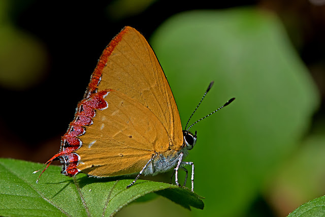Heliophorus indicus Indian Sapphire butterfly