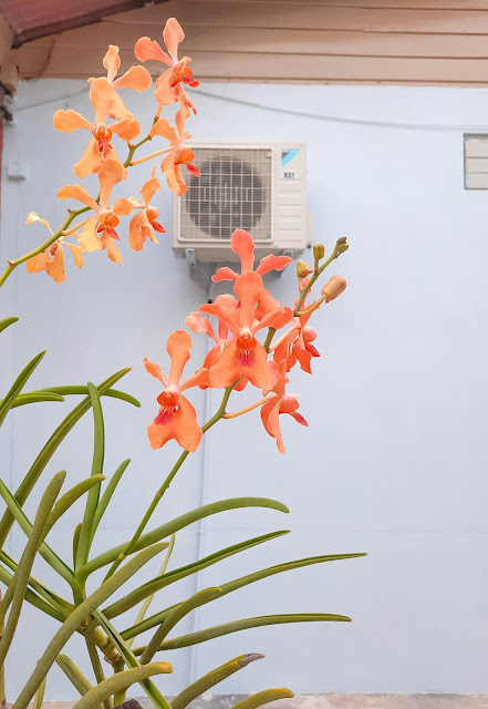 air conditioning unit on outside wall with orange flowers in foreground:Photo by CL ahd on Unsplash
