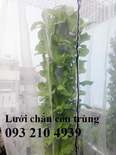 Những chú ý khi trồng rau thủy canh tại nhà