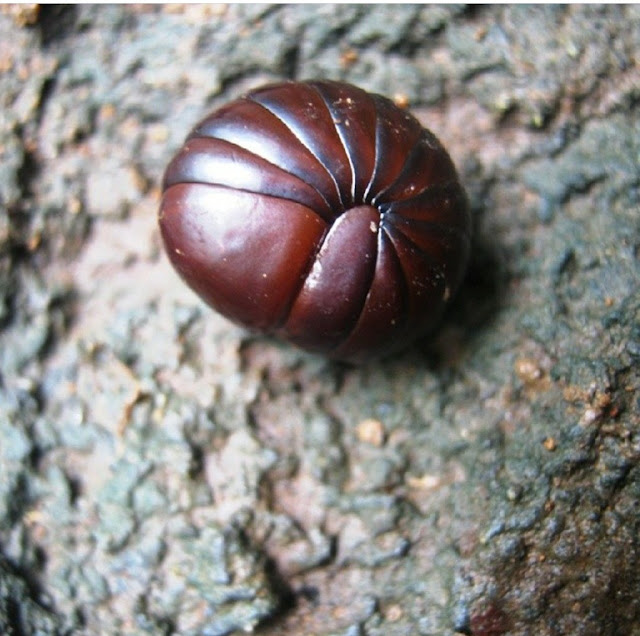 Giant Pill Bug Borneo