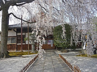 本満寺は観光寺院ではなく、隠れた桜の名所であったという。