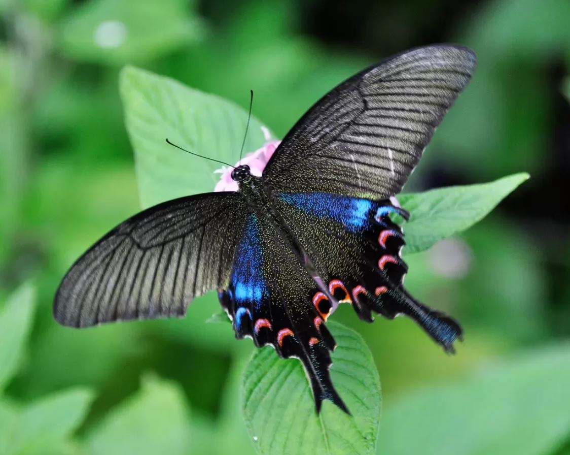 Luzon tavus kuşu kırlangıçkuyruğu (Luzon peacock swallowtail). Şimdi gezegende var olan 20 binden fazla örneğin bir parçası olan 10 nadir kelebek türünden bahsedeceğiz.