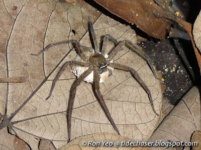 Domestic Huntsman Spider (Heteropoda venatoria)