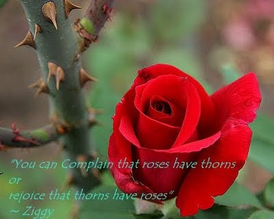 Quotes About Roses. quot;You can Complain that roses