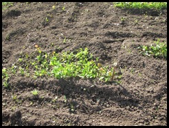 garden 007