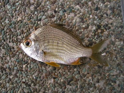 Silver Biddy also know as Ka Pak 胶把 Caught at Woodland Jetty Fishing Hotspots was created to share with those who are interested in fishing on tips and type of fishes caught around Woodland Jetty Fishing Hotspots.