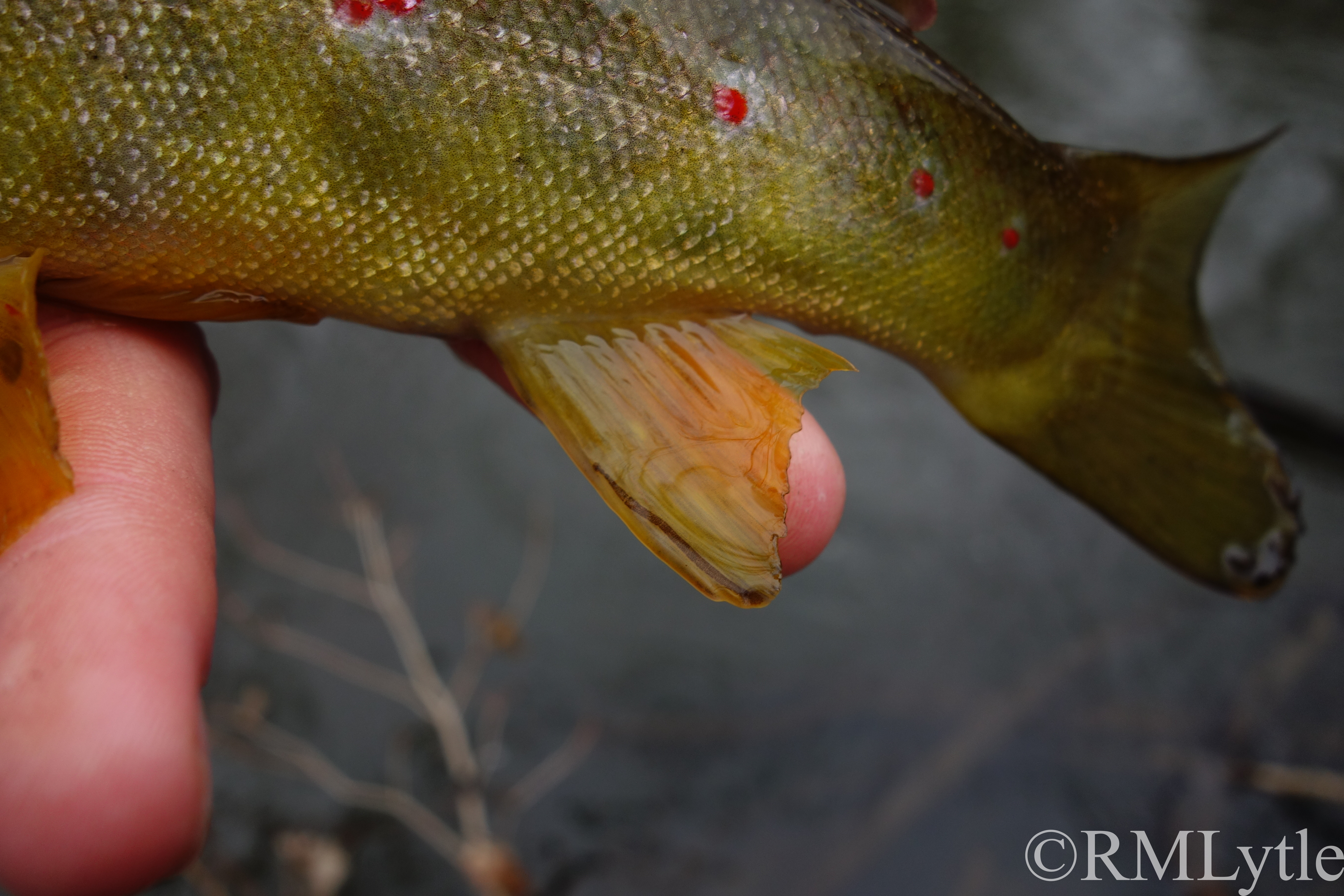 Connecticut Fly Angler: Leeches on Trout