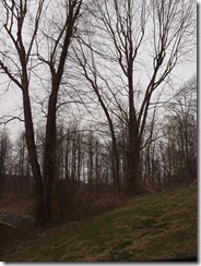 tree fun march 2013 022