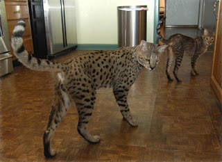 Savannah Cats Wallpapers