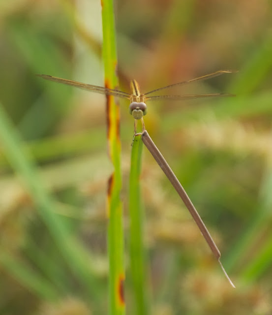 Crocothemis servilia