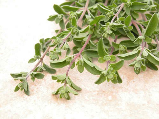 marjoram