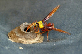 How wasps build their nests, wasp nest, how wasps make nests