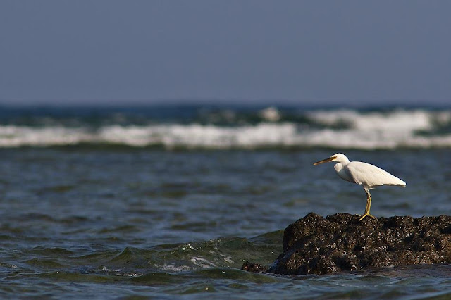 Pacific Reef Egret