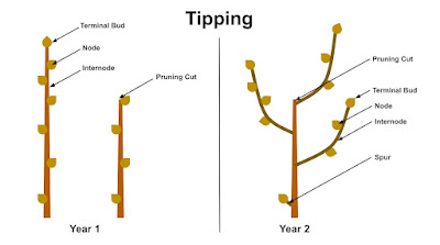 How branches respond to tipping