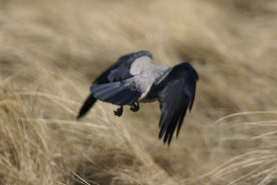 Skierroek - Bonte Kraai - Corvus cornix