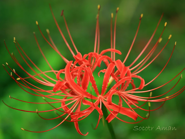 Lycoris radiata