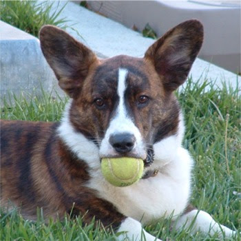 Cardigan Welsh Corgi Picture