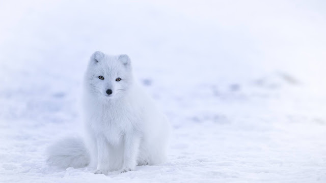 Arctic FOX HD Wallpaper