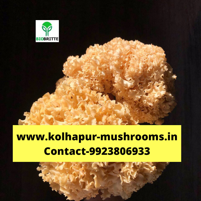 Mushroom seeds amazon | Mushroom spawns | Organic mushrooms 