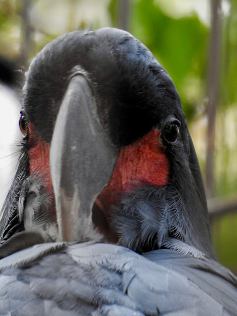 Palm Cockatoo