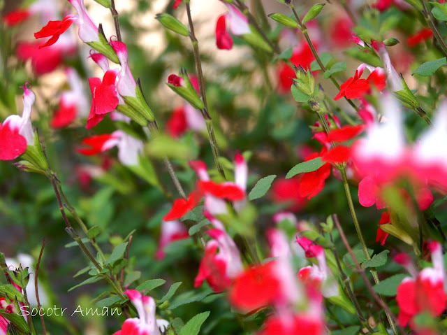 Salvia microphylla