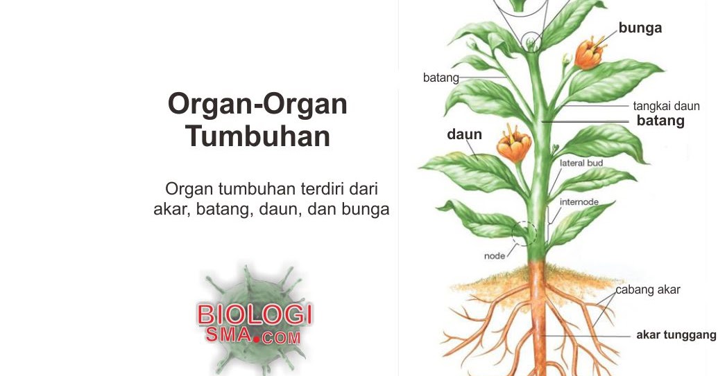 Organ Tumbuhan Akar Batang Daun  Dunia Biologi