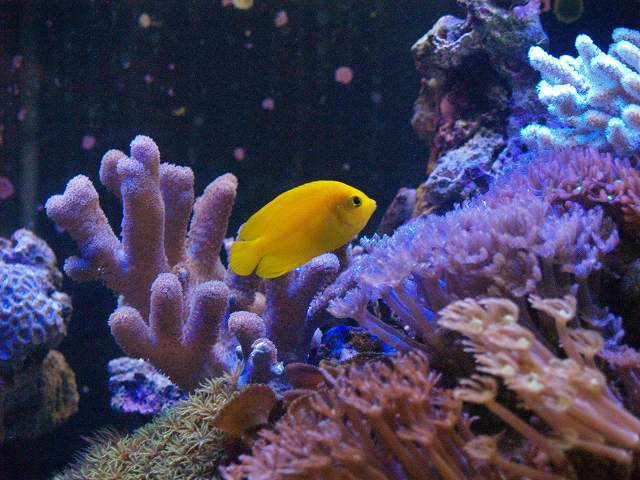 水槽の熱帯魚