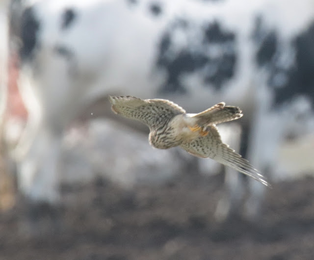 Cernícalo vulgar (Falco tinnunculus)