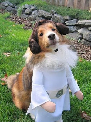 Roupas para Cachorros | Star Wars