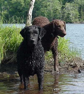 Curly Coated Retriever Sog Breed