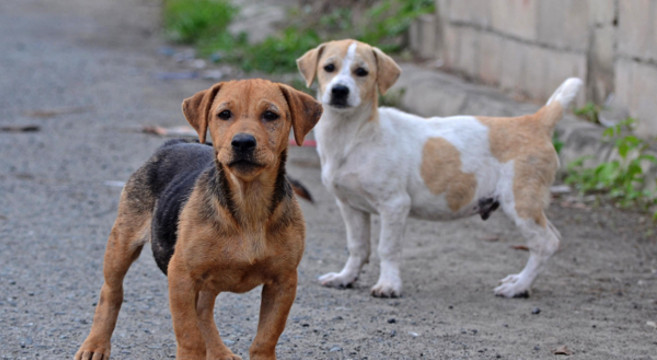 Aggredito da un cane randagio, il Comune deve risarcire i danni