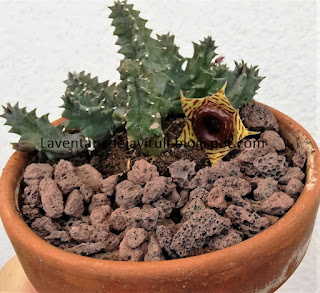 sustrato-cultivo-huernia-zebrina