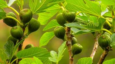 Fig tree with fruits