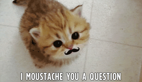 Art Cat GIF with caption • Cute Moustache Kitty is not happy. "I MOUSTACHE YOU A QUESTION."