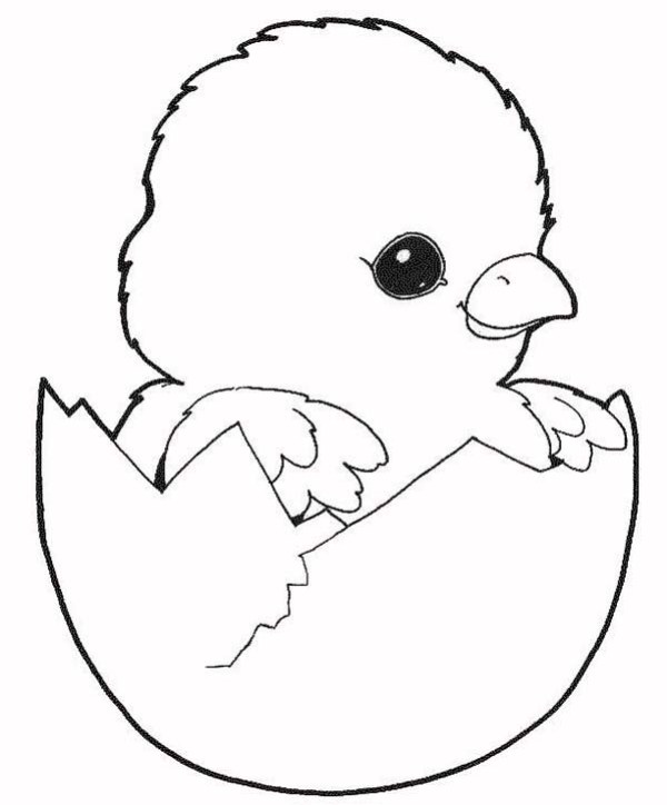 Belajar mewarnai gambar  binatang  ayam  untuk anak