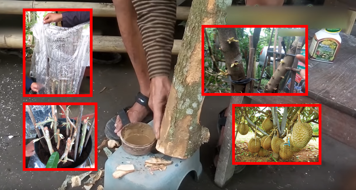 Cara Terbaru Tanam Durian Dari Batang Melalui Kaedah ...