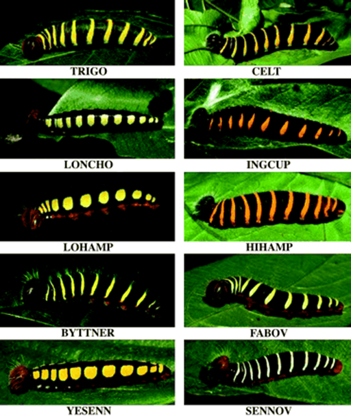 Larvas del complejo de especies Astraptes fulgerator.